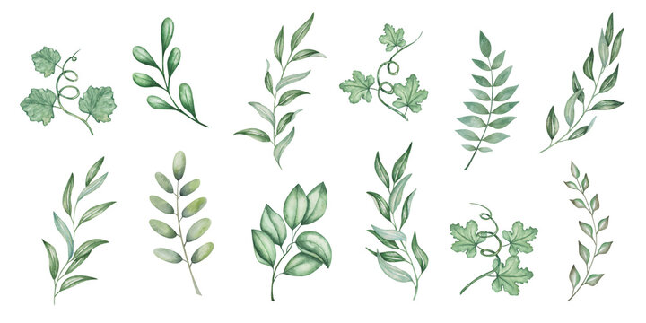 watercolor set of illustrations. hand painted green branches with leaves and tendrils. olive branch.