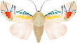 Baorisa hieroglyphica seltener Schmetterling,von Hand gezeichnet
