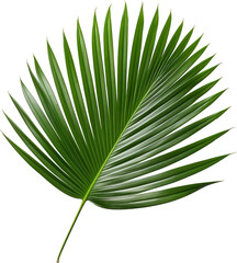 Wall Mural - Palm leaves isolated on transparent background. PNG