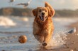 A happy dog playing fetch on a sandy beach background.