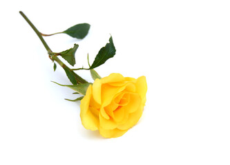 Wall Mural - Yellow rose isolated on white background