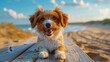 photography of smile cute dog in beach,cute,