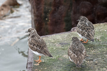 Wall Mural - turnstones perched on an old sea defence wall