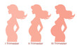 Pregnant women silhouettes and baby. Trimesters of pregnancy. Woman's body and its changes during pregnancy vector illustration