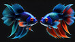 glassy is a cartoon character pairs betta fish fish on a black background. illustration of a pair of fish