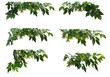 A lot of various branches of maple tree with many green seeds on white background