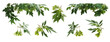 A lot of various  maple tree branches with many green seeds on white background