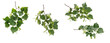 Few various branches of linden tree with seeds on white background