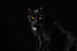 black cat with yellow-golden eyes looking towards the camera in front of a black background - side view