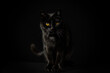 black cat with yellow-golden eyes looking towards the camera in front of a black background - front view
