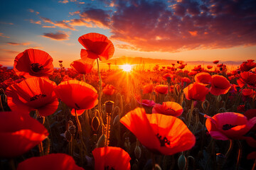 Wall Mural - Poppy field at sunset. A poppy field in bloom