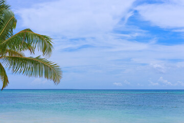 Wall Mural - tropical palm trees with blue sky and white clouds background.