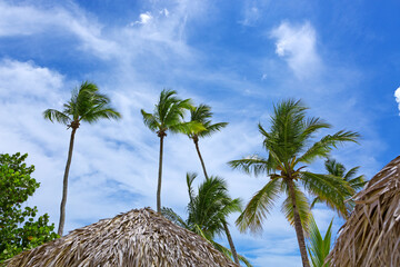 Wall Mural - tropical palm trees with blue sky and white clouds background.