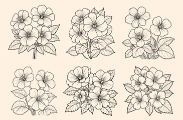 Wall Mural - Begonia flower set hand drawn coloring page and outline vector
