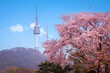 cherry tree in spring and Namsan Mountain with Namsan Tower in the background, Seoul. South Korea.