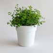 © LUPACO IMAGES - Potted Plant With Green Leaves on White Background