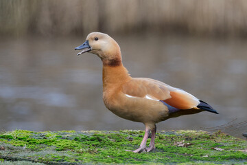 Wall Mural - Ruddy shelduck