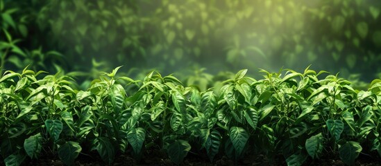 Poster - Pepper bushes grow in rows in open ground Harvest ripening Organic farming Agriculture. with copy space image. Place for adding text or design