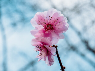 Wall Mural - flowers blooming in spring