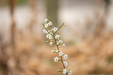 Wall Mural - flowers blooming in spring