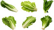 Escarole Leafy Greens in Detailed 3D Rendering, Isolated on Transparent Background - Perfect Ingredient for Fresh Salads and Vegetarian Dishes, Top View Flat Lay Illustration