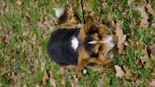 Welsh Pembroke Corgi Tricolor Found A Stick While Walking, Lies On Green Grass And Chews It. Concept About Pets, Danger Of Injury, Dog Health. A Traumatic Toy For A Pet. Vertical Slow Motion Footage