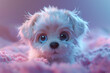 Fuzzy maltese puppy with big eyes, melting hearts with cuteness. 