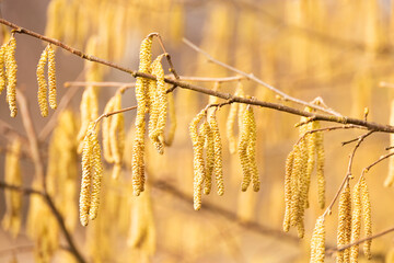 Poster - Hazelnuts in Bloom - flowers of the hazel bush - first signs of spring