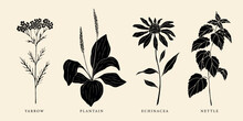 Set of flat vector yarrow, plantain, echinacea and nettle