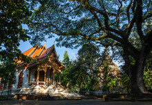 Amazing Wat Chet Yot In Chiang Mai. Beautiful Buddhist Temple And Big Tree.