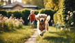children are chasing the Happy golden retriever running in the garden of the house

