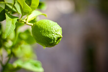 Close-up Of A Green Lemon Growing On A Tree, Croatia
