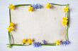 Spring yellow daffodils, blue scilla flowers on white wooden background and paper for greeting text