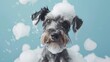 Funny Schnauzer puppy Dog taking bath with shampoo and bubbles in bathtub . Banner for pet shop, grooming salon, copy space.