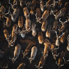 Aerial View Of A Herd Of Deer In The Wilderness, Showcasing The Beauty Of Wildlife And The Concept Of Freedom