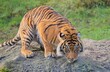 Sumatran tigers are on the brink of extinction due to habitat destruction, human-tiger conflict, and poaching. They once roamed throughout the Sunda Islands but only about 400 remain in the wild.