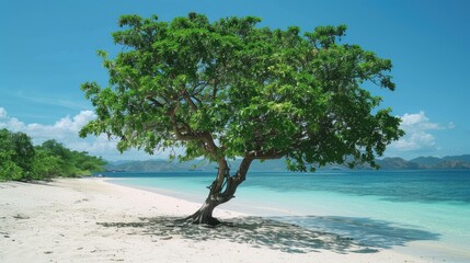 Wall Mural - Green mangrove tree on a white sand beach.