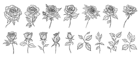 Wall Mural - Set of hand drawn rose flowers. Outline vector illustration.