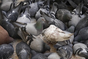 Poster - Flock of doves feeding on city street