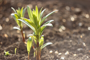 Wall Mural - Young lily flower plant in the early spring garden