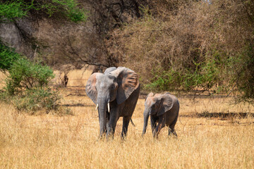 African Elephant with  baby elephant on dry grass in Tarangire National Park, Tanzania