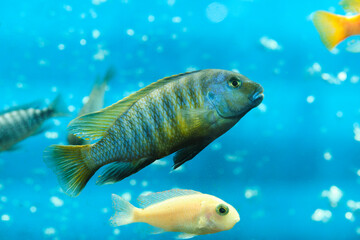 Sticker - Aquarium cichlid fish blue background.