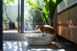 Domestic Cat Using Litter Box in Sunny Modern Home