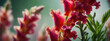Snapdragon petals with soft detailed texture Natural abstract delicate shapes and fluid lines Accentuated petal edges against blurred background