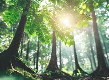 Subtropical Humid Forest Wallpaper/background