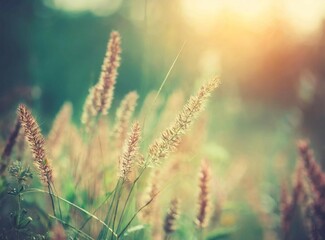 Canvas Print - Wild grass in the forest at sunset macro image shallow depth of field abstract summer nature background vintage filter. Countryside wallpaper.