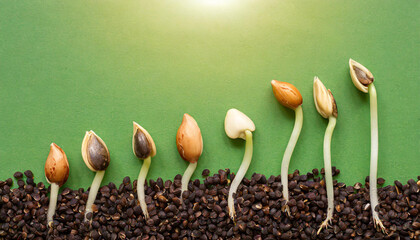 Sequence of seed germination on green background