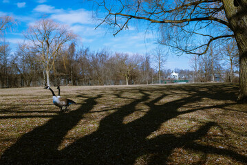 Two heads are better than One. Two Geese