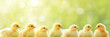 A row of adorable yellow chicks standing against a soft green background. Cute, vibrant, and perfect for springtime themes. Easter concept. Banner.