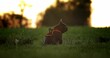 Französische Bulldogge sitzt auf dem Feld bei Sonnenuntergang